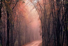 包含北京朝陽醫(yī)院陪診號，為您解決醫(yī)療煩惱，的詞條